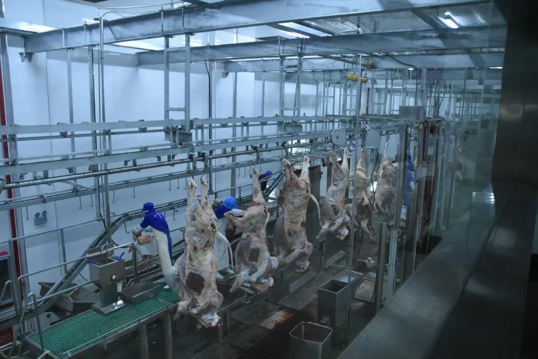 复工复产提速，鹏都农牧肉牛产业航母发展再加速 —— 肉牛屠宰环节引领全链升级