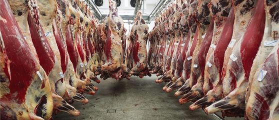 情人节吃西餐，牛腩排点几成熟？从肉牛屠宰说起
