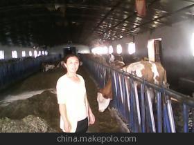 肉牛屠宰与优质种源供应 聚焦鲁西黄牛及改良牛的产业化发展