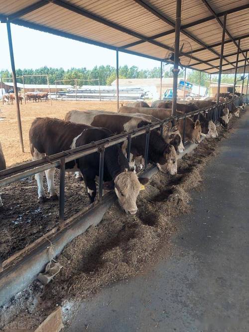 新疆地区肉牛养殖技术要点与屠宰加工全指南