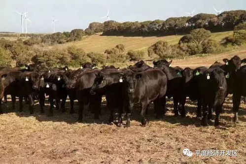 2000余头澳洲肉牛漂洋过海直达餐桌 开发区雪龙澳洲活牛进口加工及冷链物流项目投产